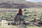 جایگاه عکاسی در عرصه هنر