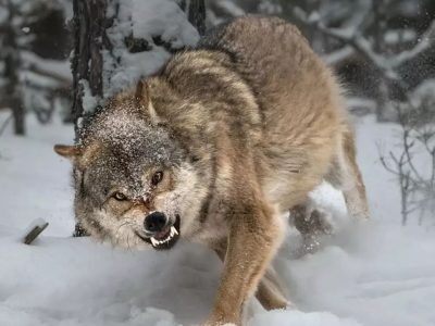 آثار برنده دو رقابت جهانی حیات وحش در سال ۲۰۲۳
