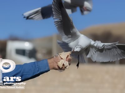 دستان با سخاوت