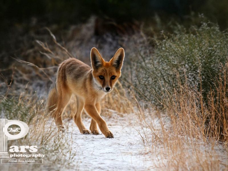 تصاویری از «روباه شنی» (Vulpes rueppellii)